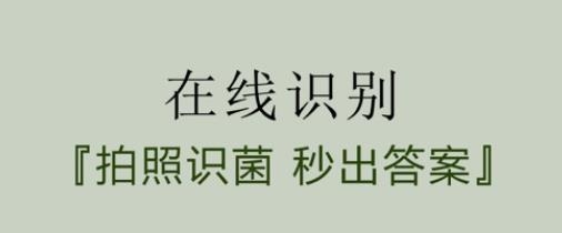 菌窝子蘑菇识别扫一扫软件 菌窝子蘑菇识别扫一扫软件